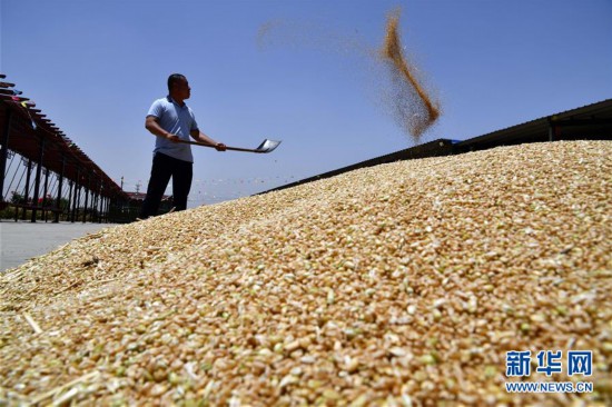 (新華全媒頭條·圖文互動(dòng))(2)特殊之年夏糧豐收背后的特殊之舉
